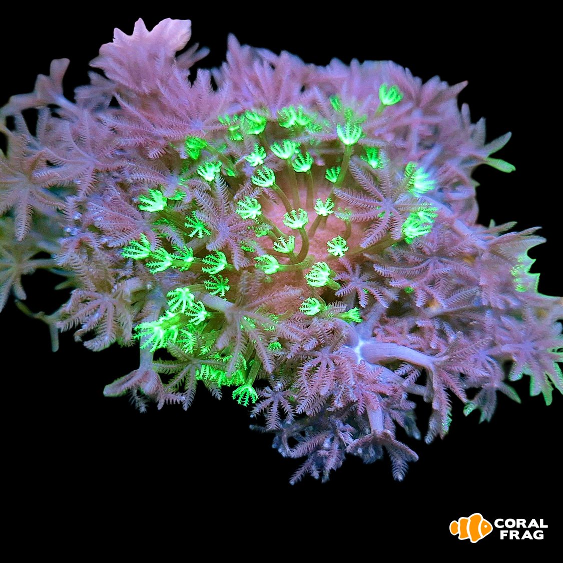 LogoLicious_20251009_194159 LogoLicious_20251009_194159