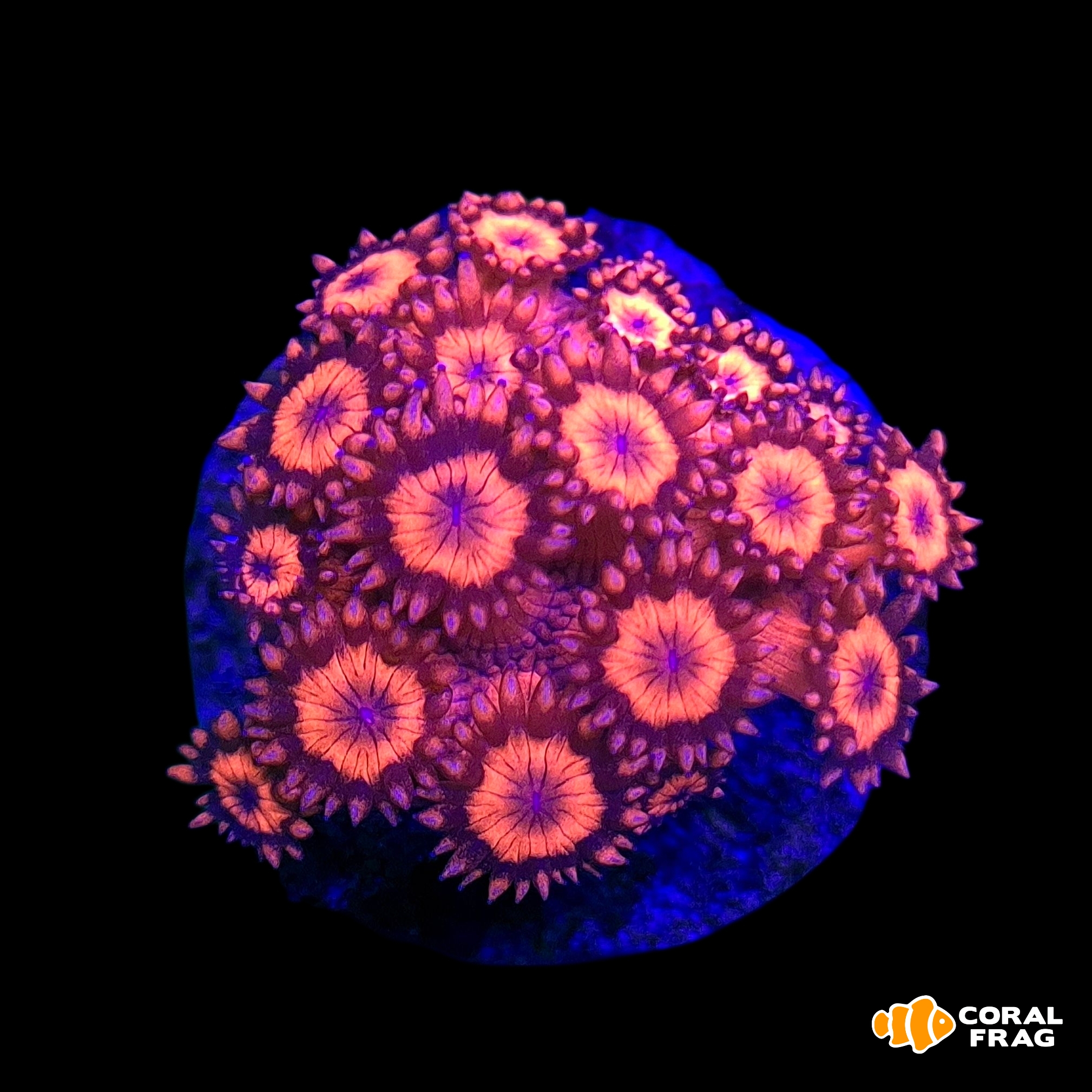 Made with LogoLicious Add Your Logo App Made with LogoLicious Add Your Logo App