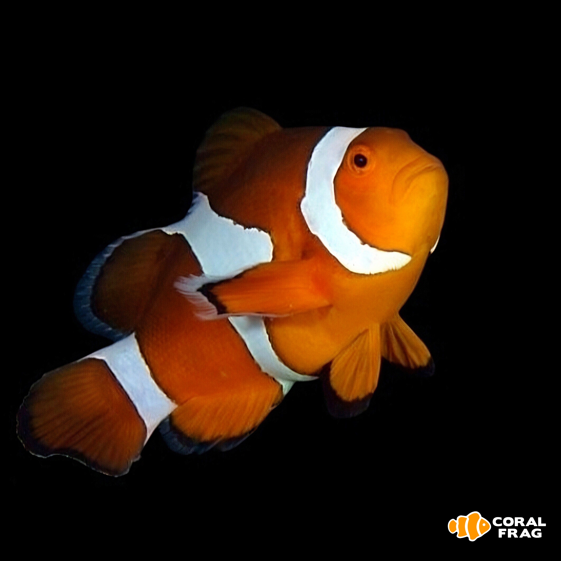 Made with LogoLicious Add Your Logo App Made with LogoLicious Add Your Logo App