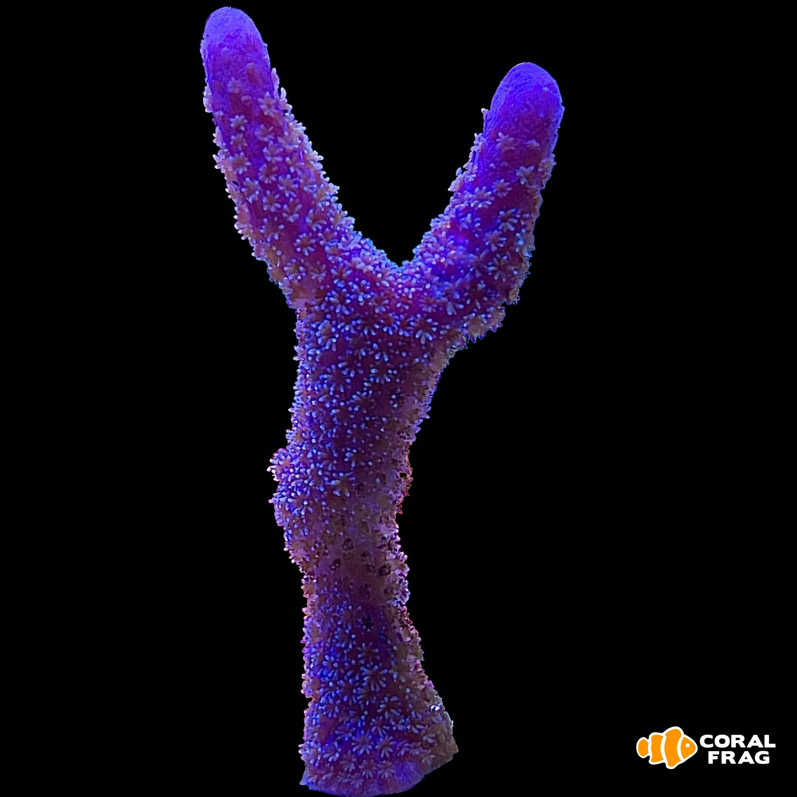 Made with LogoLicious Add Your Logo App Made with LogoLicious Add Your Logo App