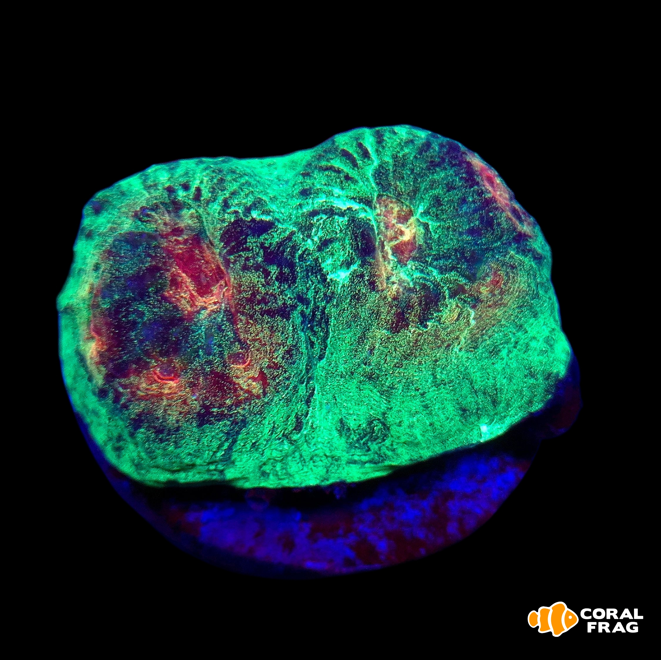 Made with LogoLicious Add Your Logo App Made with LogoLicious Add Your Logo App