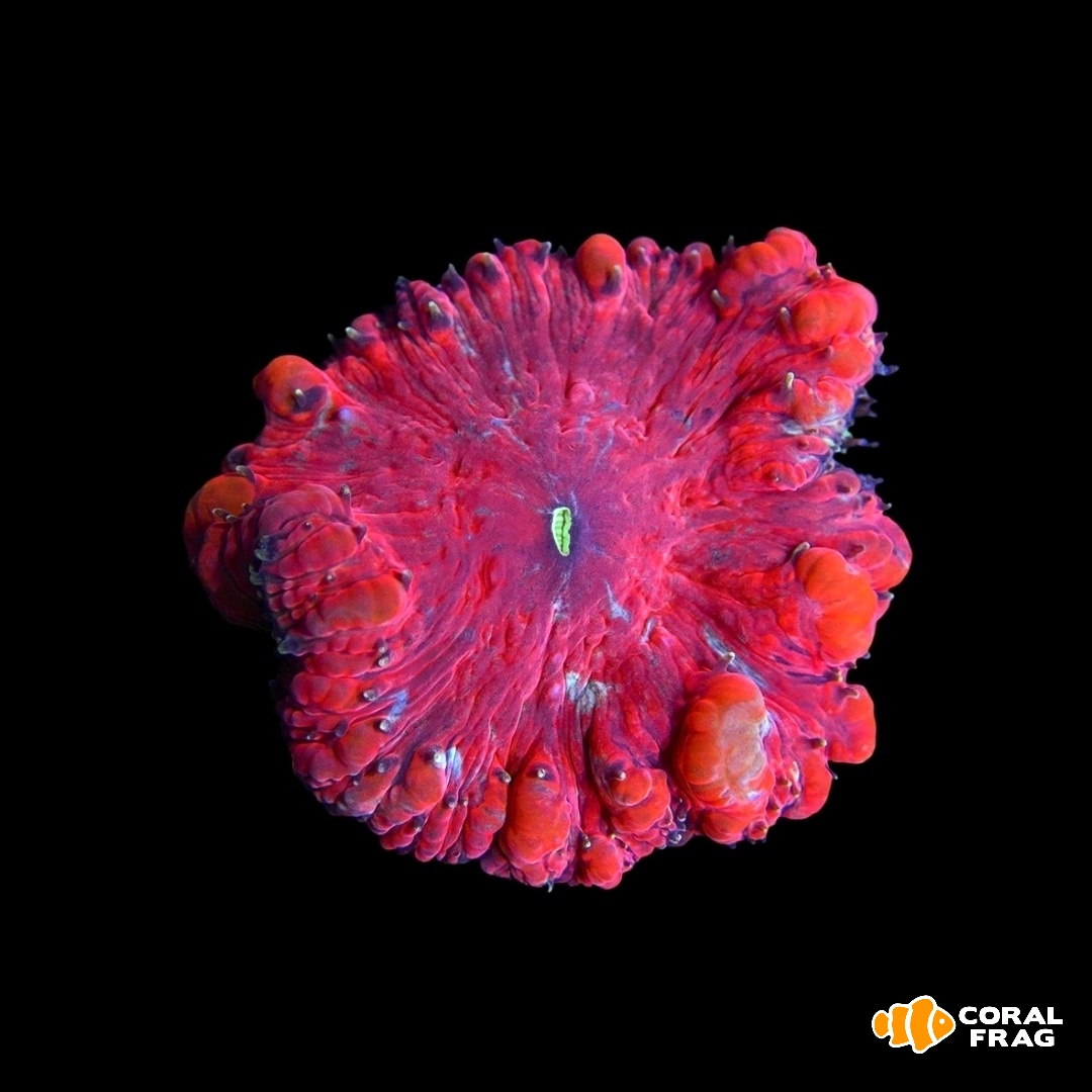 Made with LogoLicious Add Your Logo App Made with LogoLicious Add Your Logo App