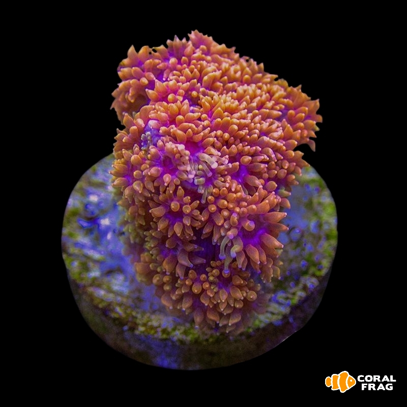 Made with LogoLicious Add Your Logo App Made with LogoLicious Add Your Logo App