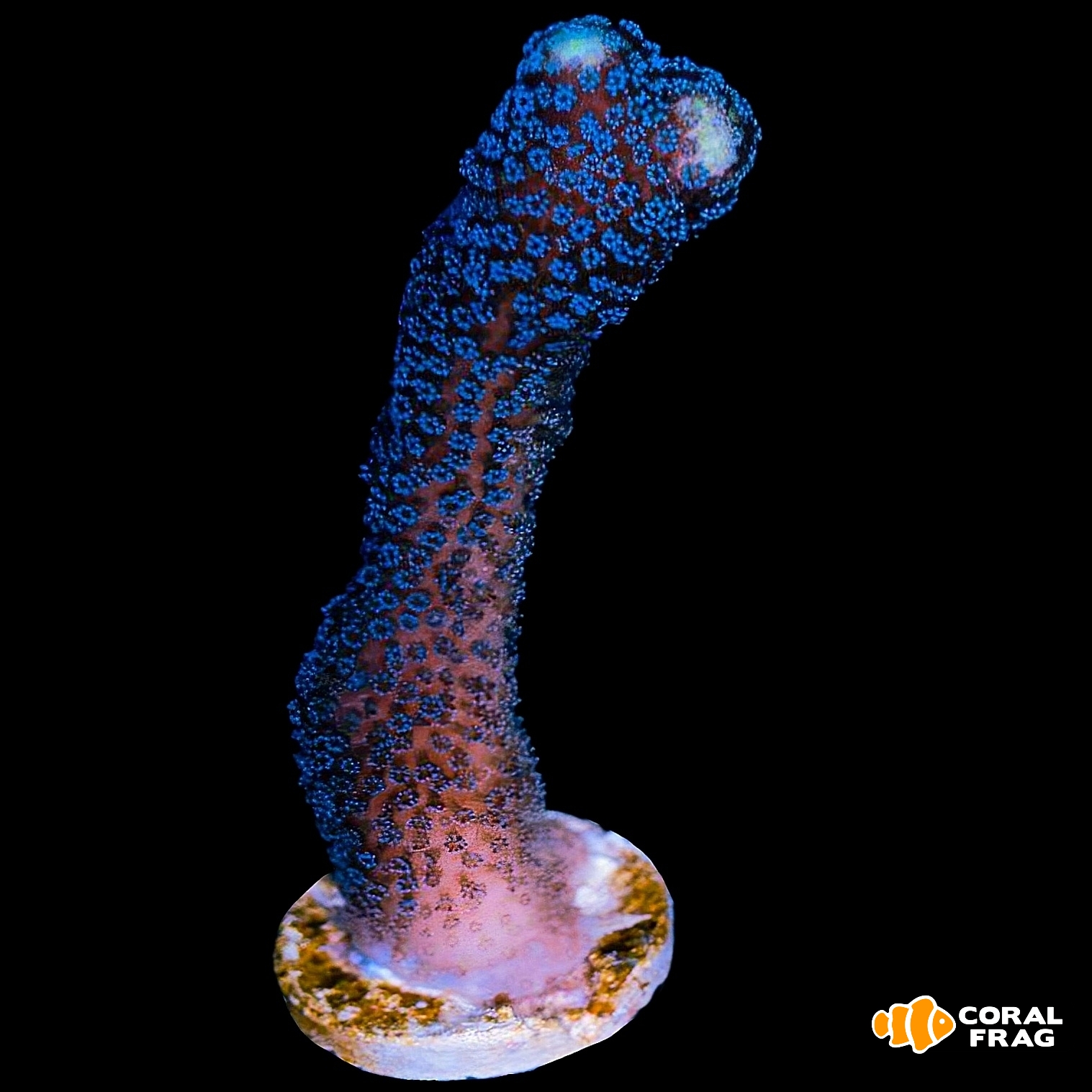 Made with LogoLicious Add Your Logo App Made with LogoLicious Add Your Logo App