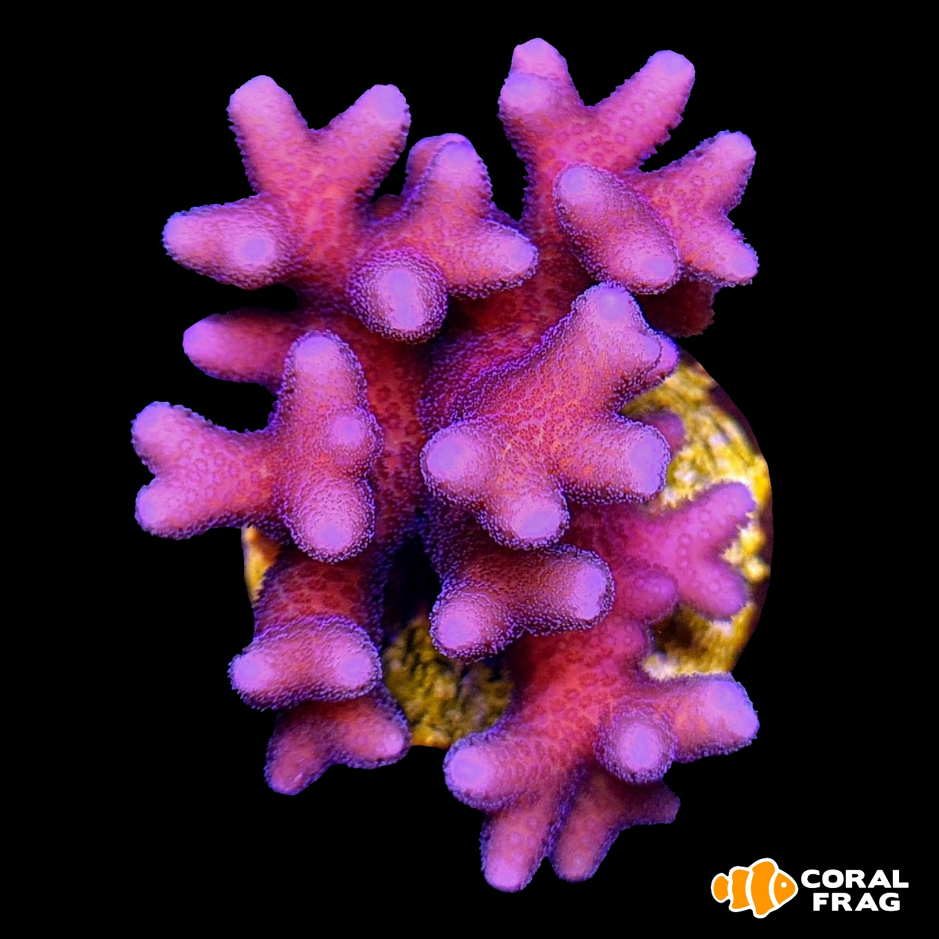 LogoLicious_20200604_015216 LogoLicious_20200604_015216