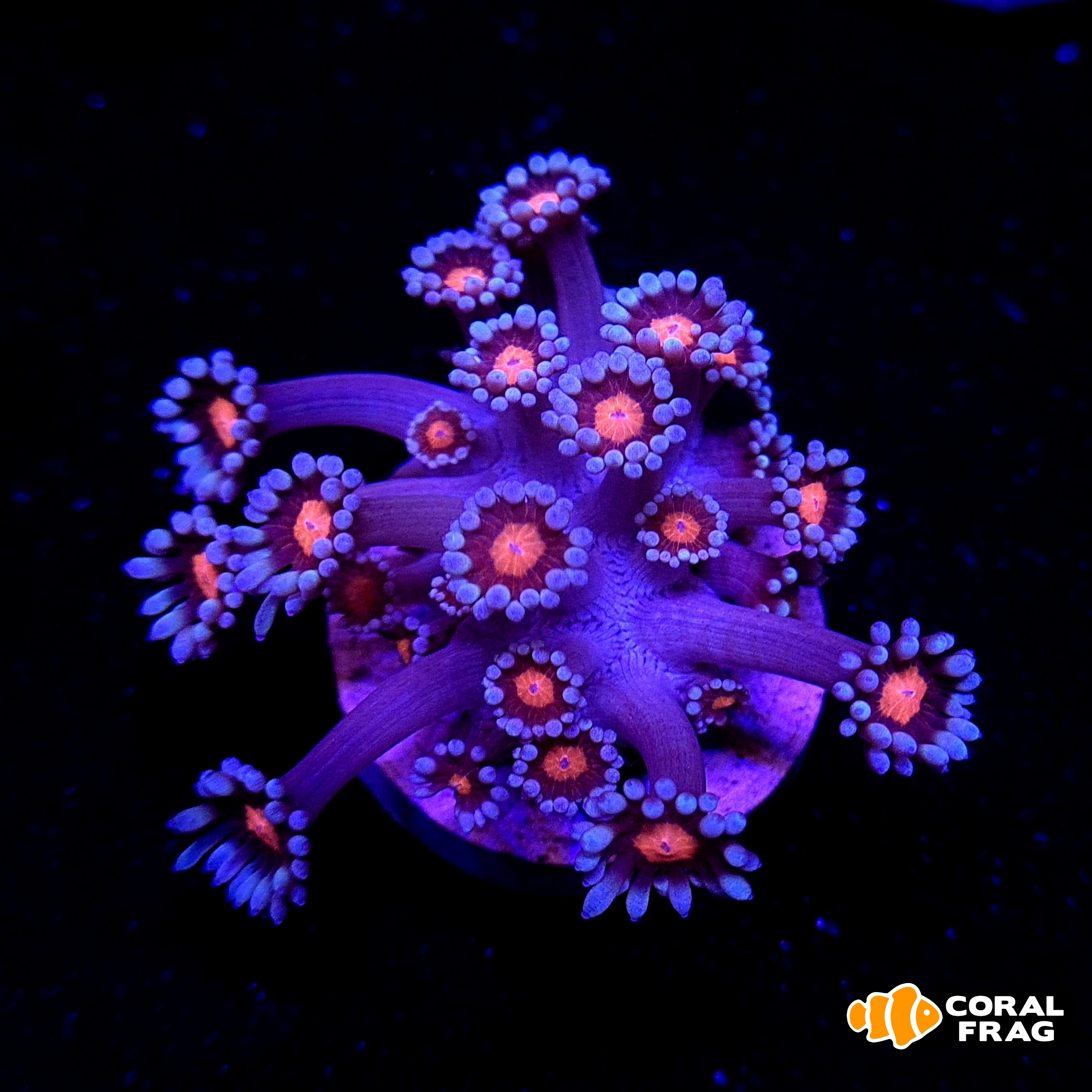 LogoLicious_20210316_210021 LogoLicious_20210316_210021