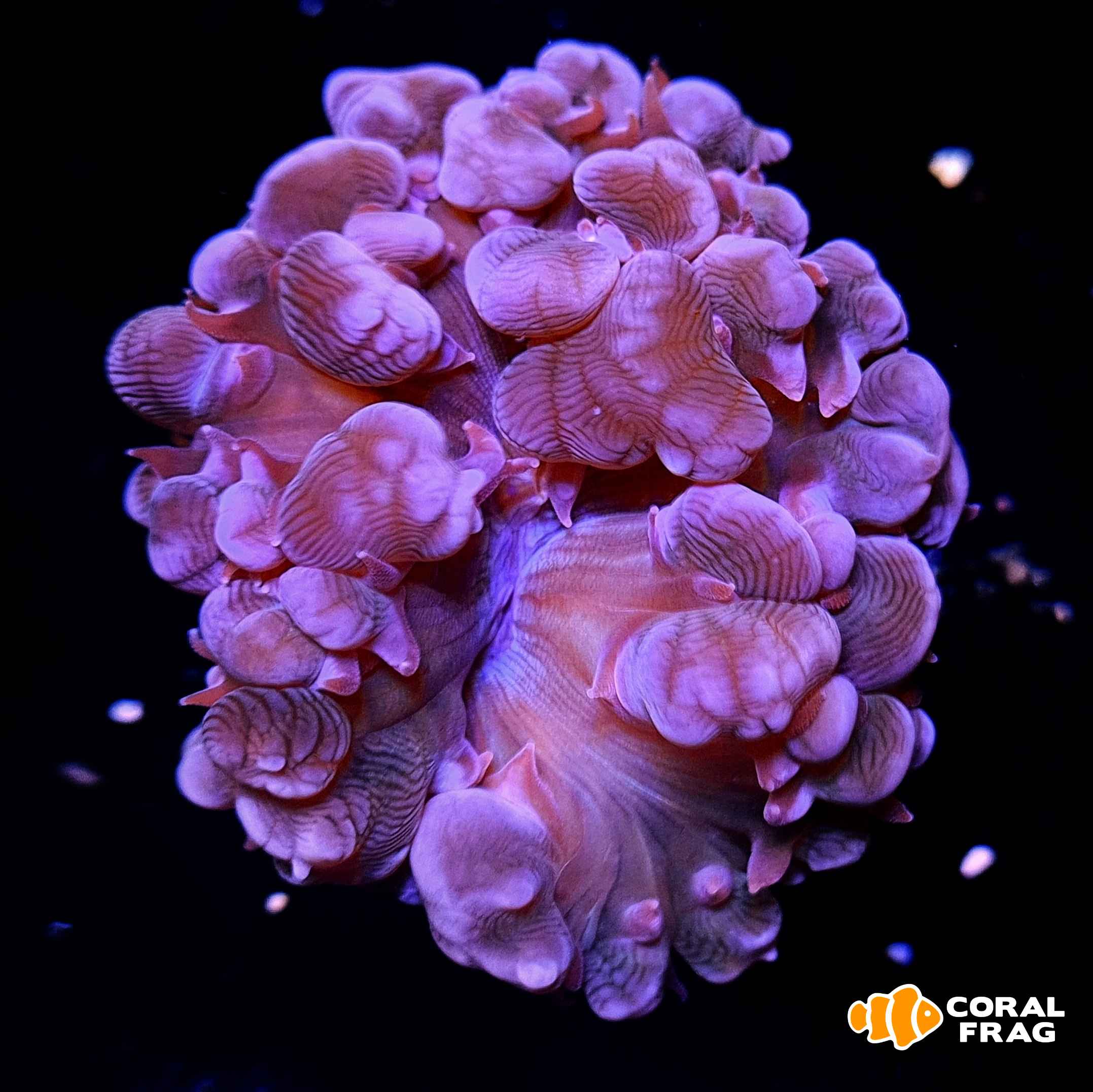 LogoLicious_20210729_232124 LogoLicious_20210729_232124