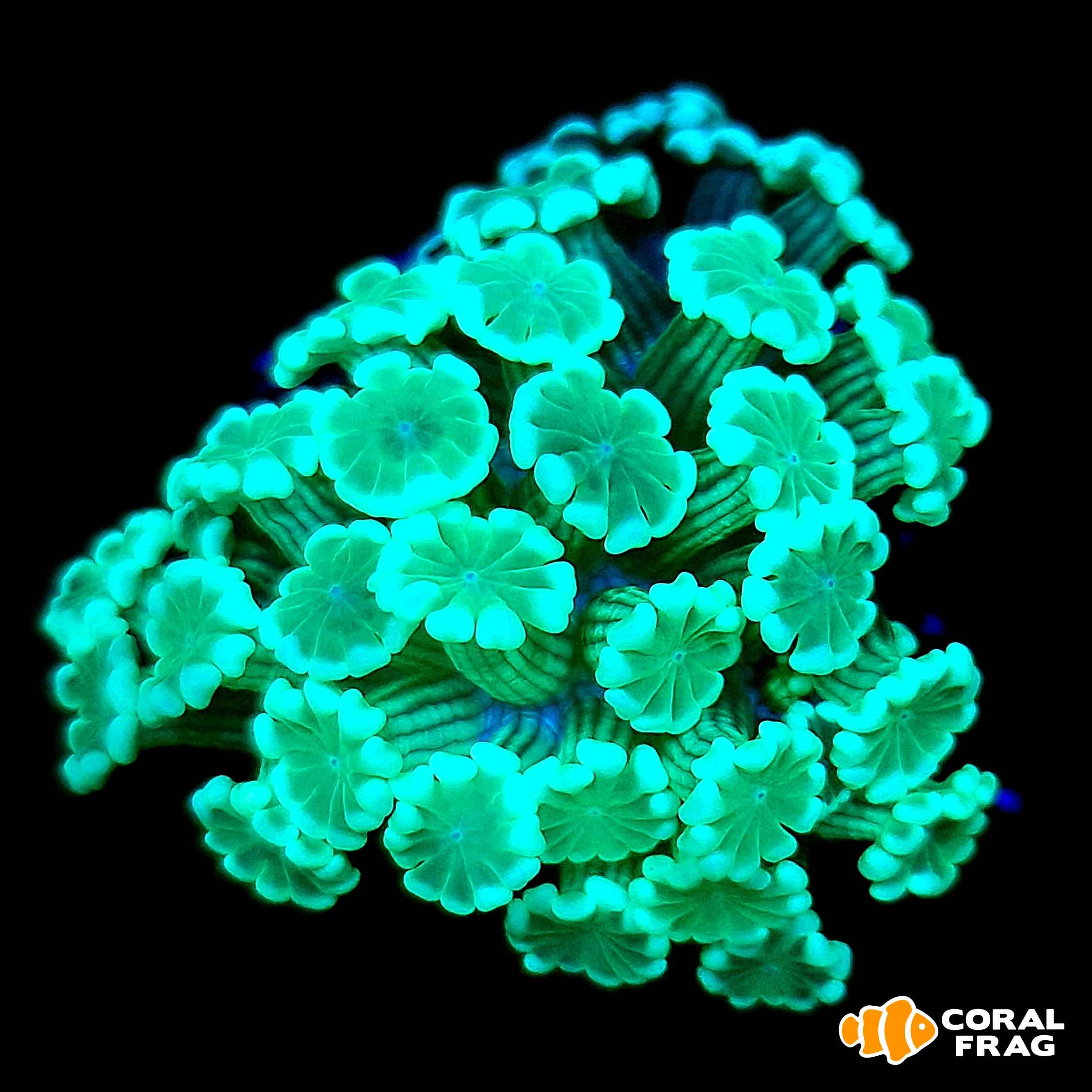 Made with LogoLicious Add Your Logo App Made with LogoLicious Add Your Logo App