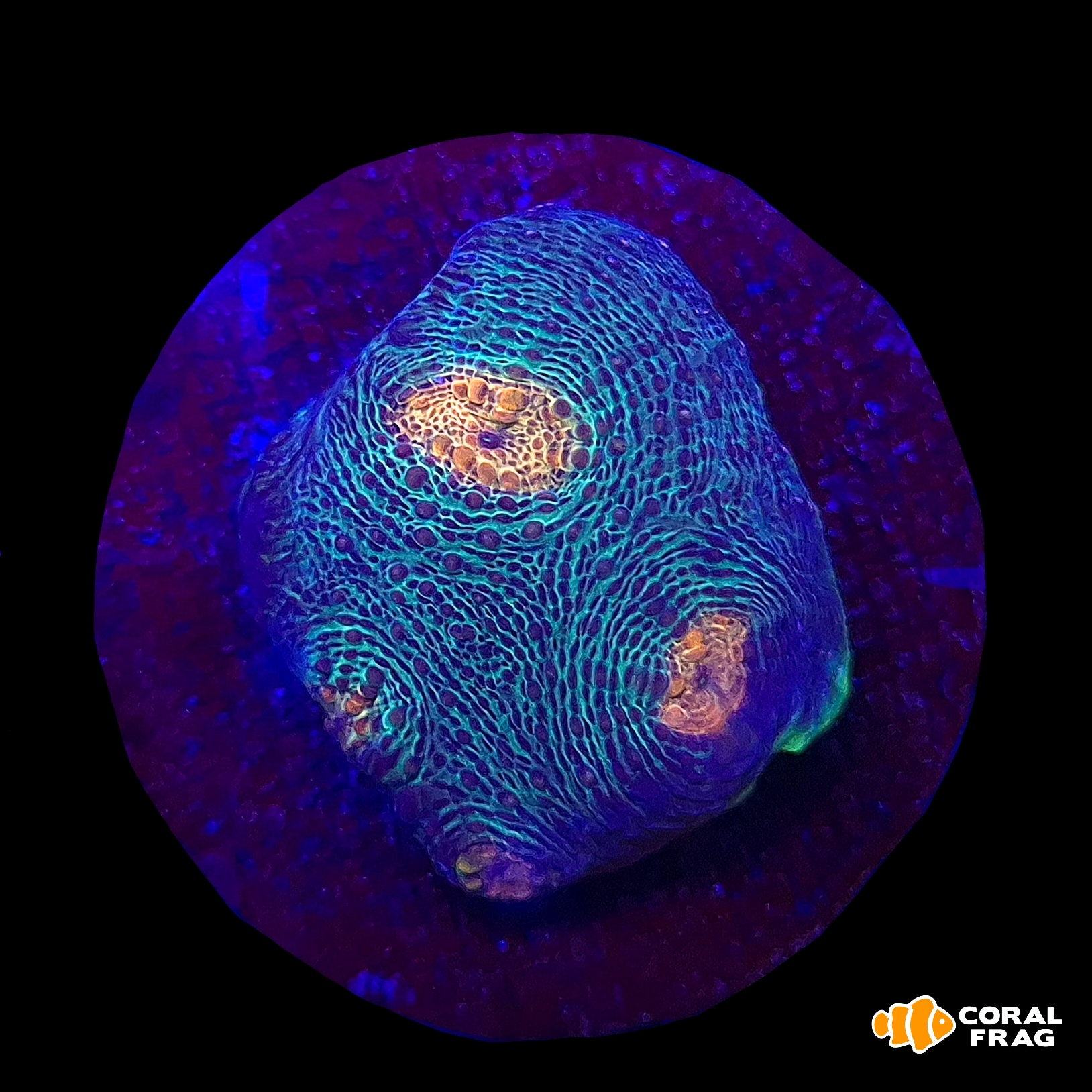 Made with LogoLicious Add Your Logo App Made with LogoLicious Add Your Logo App