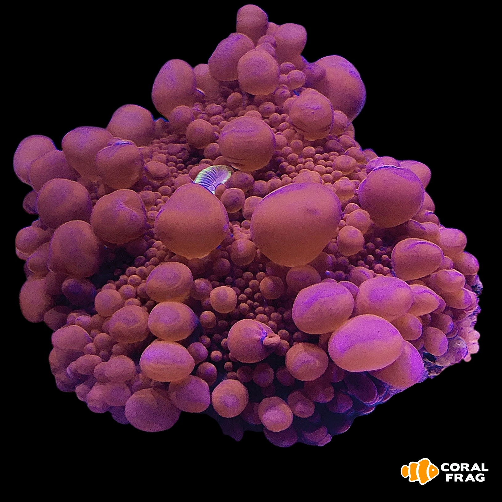 Made with LogoLicious Add Your Logo App Made with LogoLicious Add Your Logo App