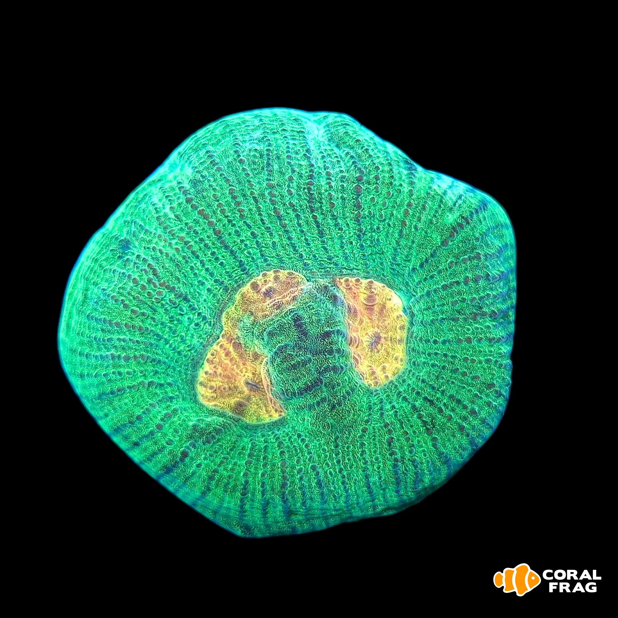 Made with LogoLicious Add Your Logo App Made with LogoLicious Add Your Logo App