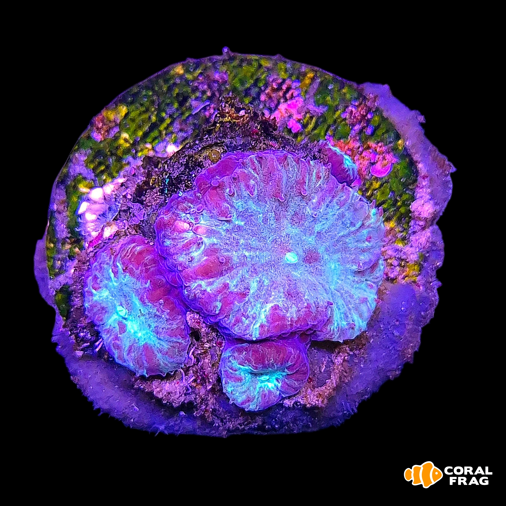 Made with LogoLicious Add Your Logo App Made with LogoLicious Add Your Logo App