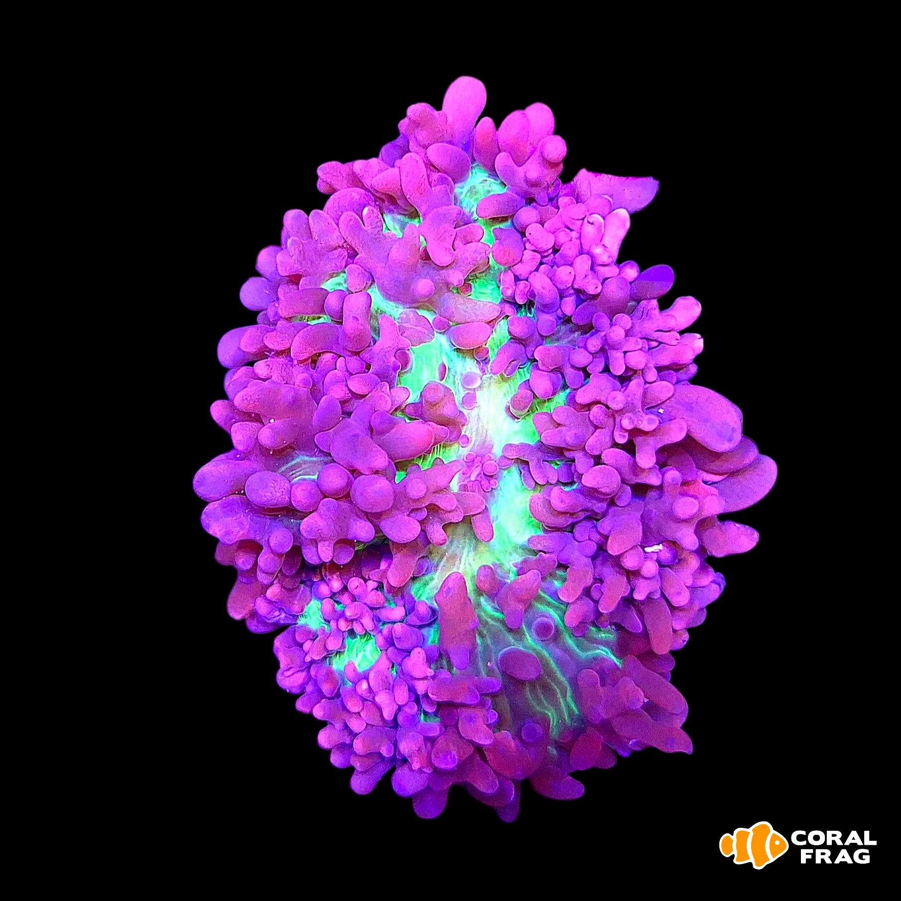 Made with LogoLicious Add Your Logo App Made with LogoLicious Add Your Logo App