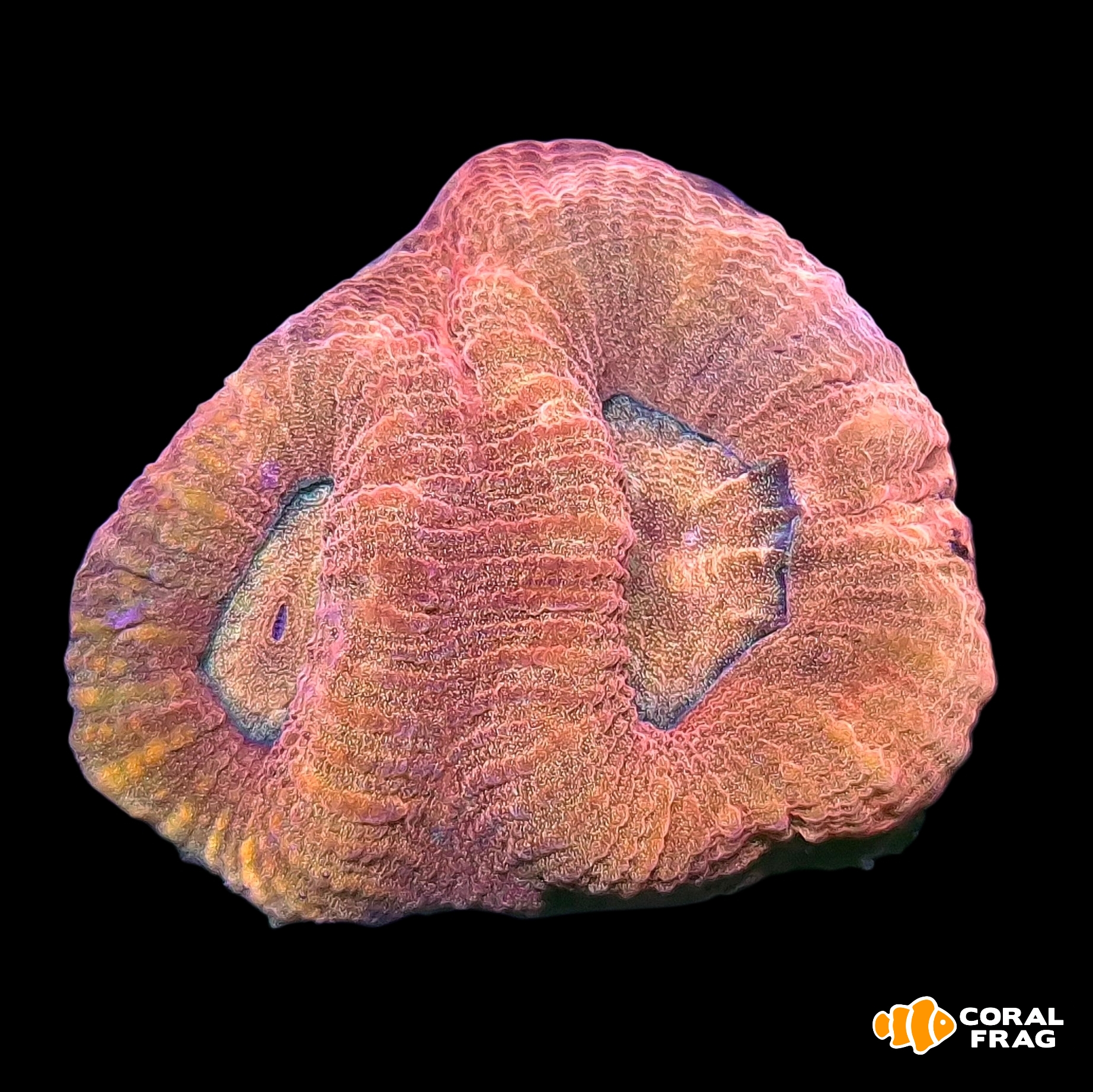 Made with LogoLicious Add Your Logo App Made with LogoLicious Add Your Logo App