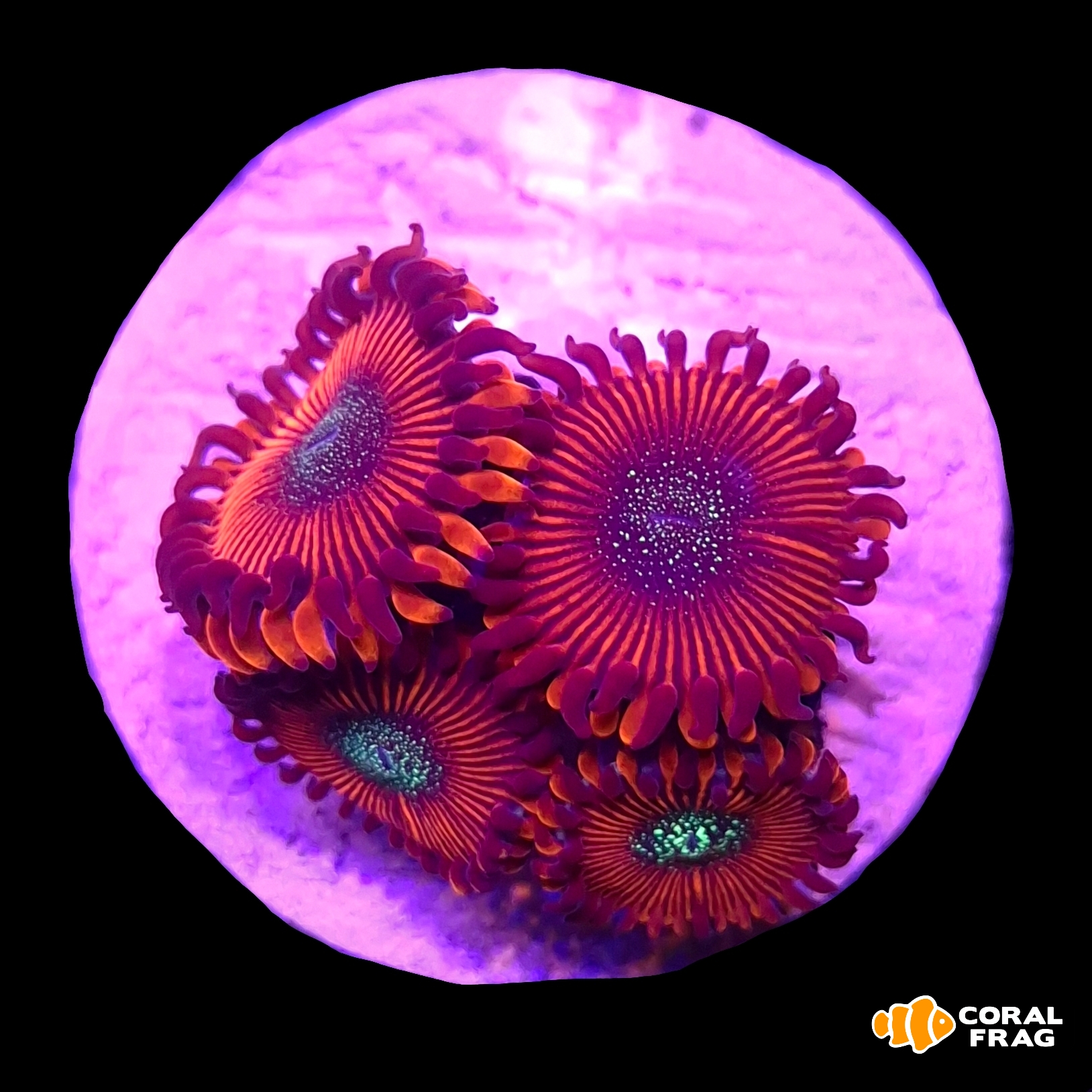 Made with LogoLicious Add Your Logo App Made with LogoLicious Add Your Logo App