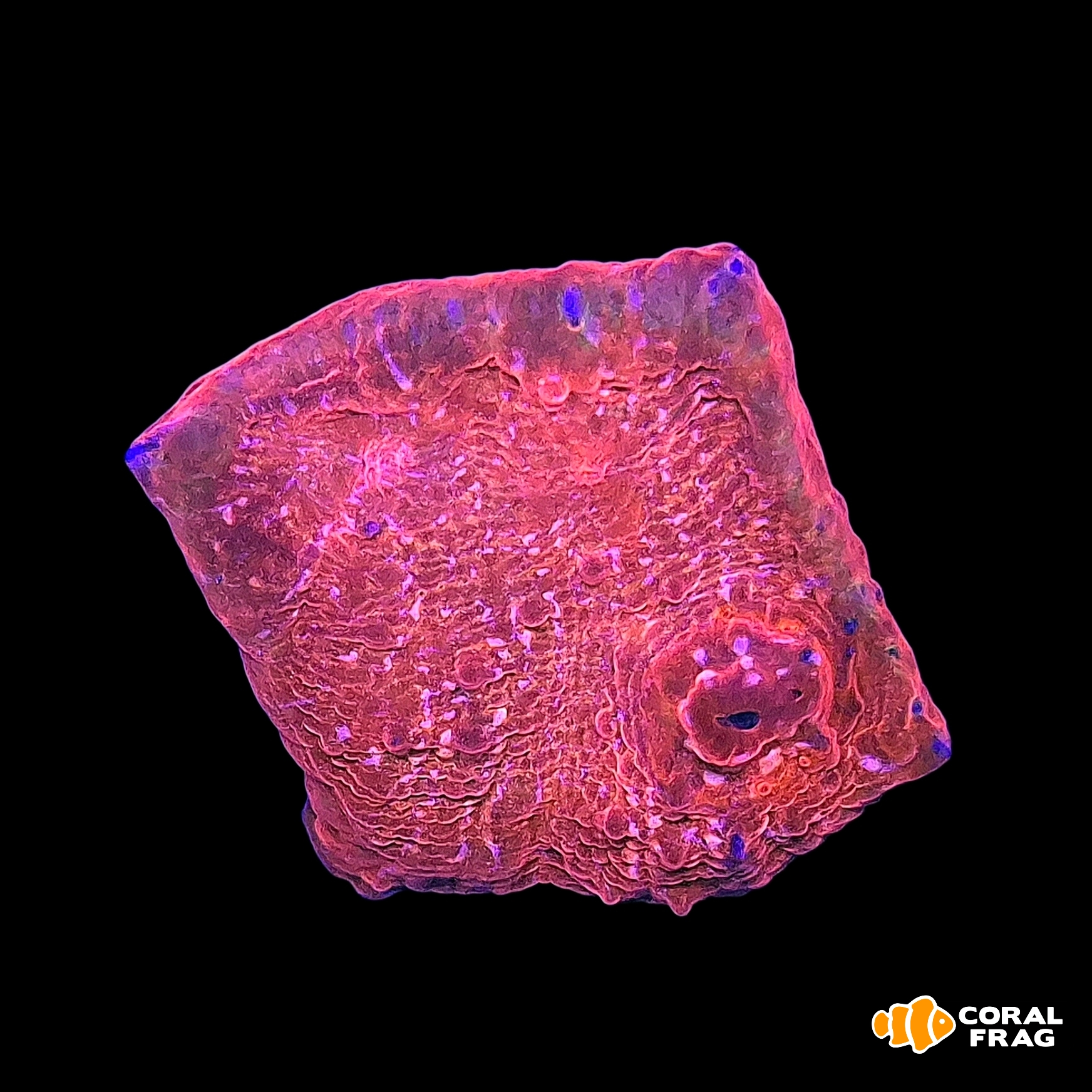 Made with LogoLicious Add Your Logo App