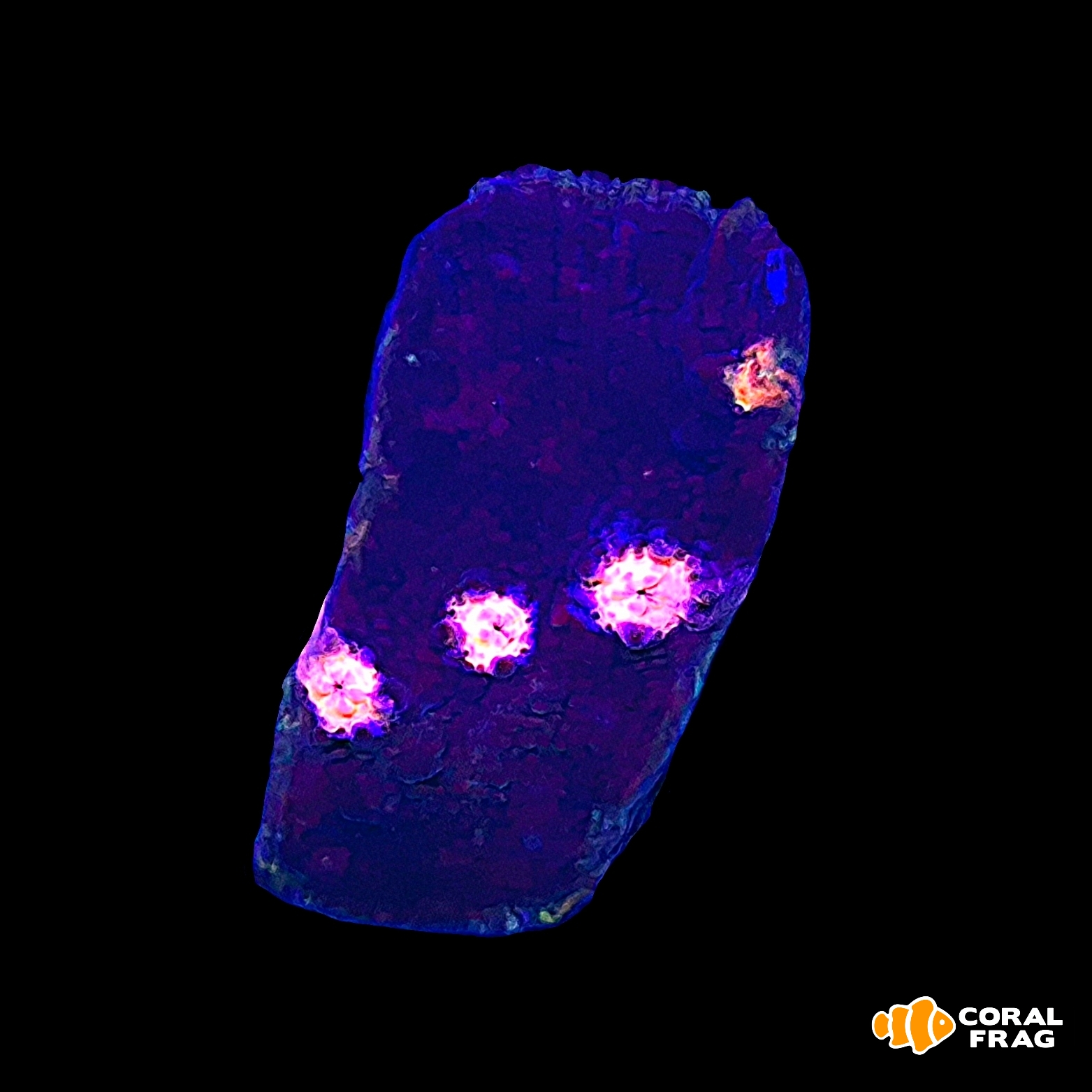 Made with LogoLicious Add Your Logo App