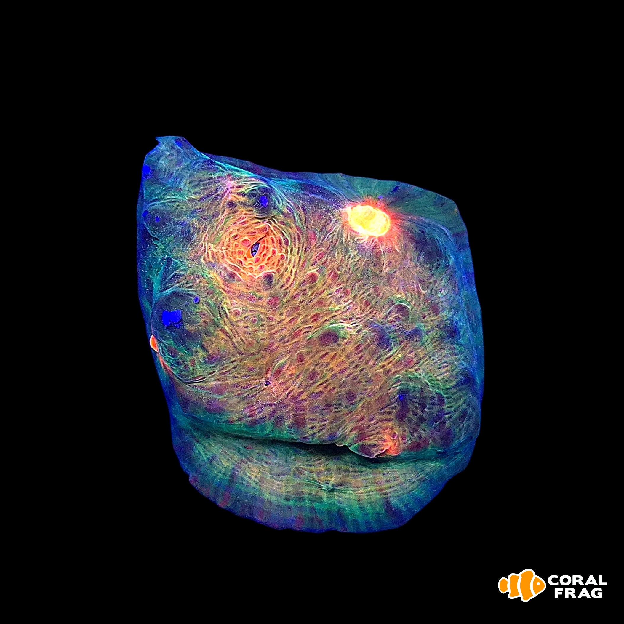 Made with LogoLicious Add Your Logo App