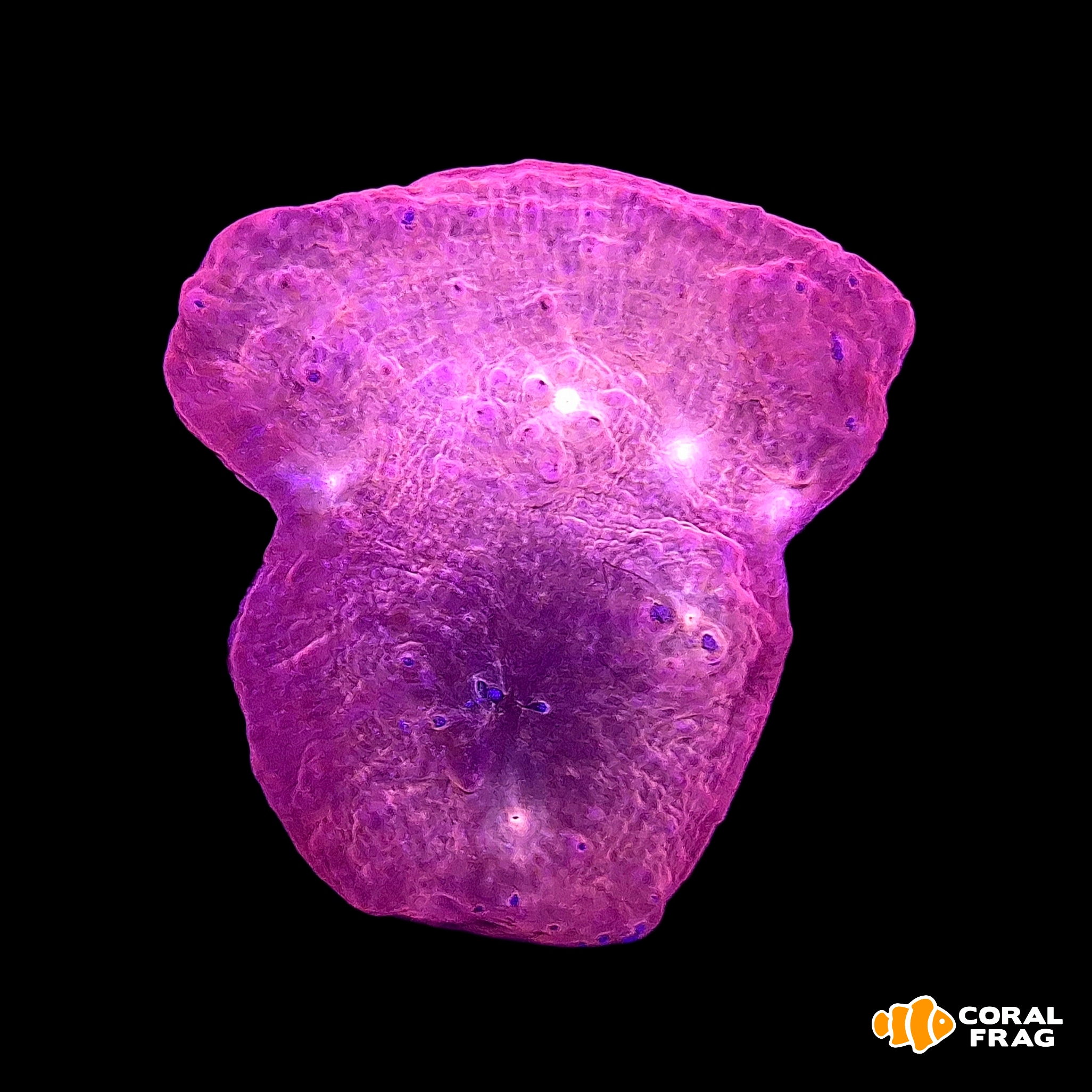 Made with LogoLicious Add Your Logo App