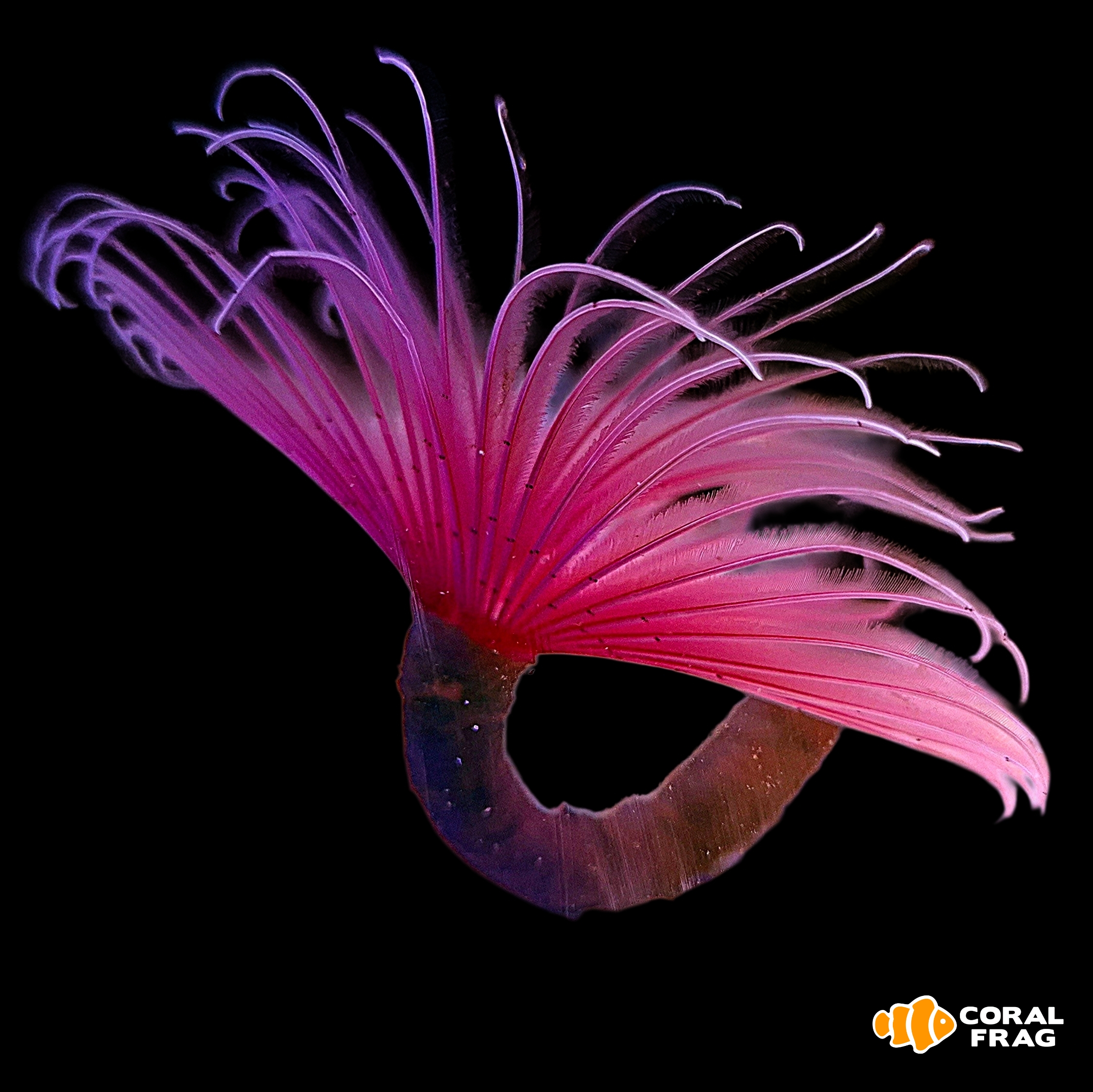 Made with LogoLicious Add Your Logo App