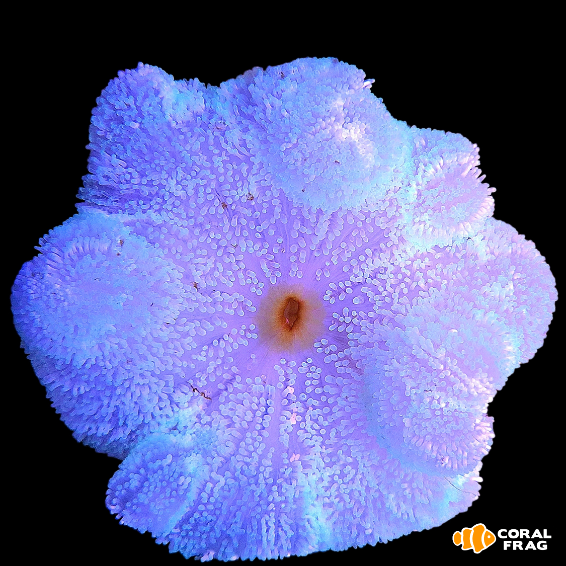 LogoLicious_20251227_134435