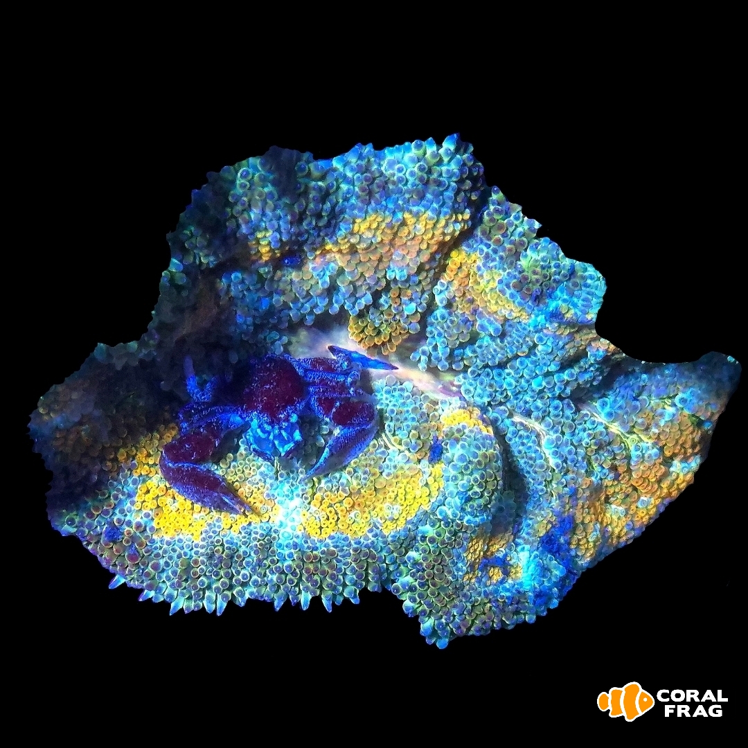 Made with LogoLicious Add Your Logo App