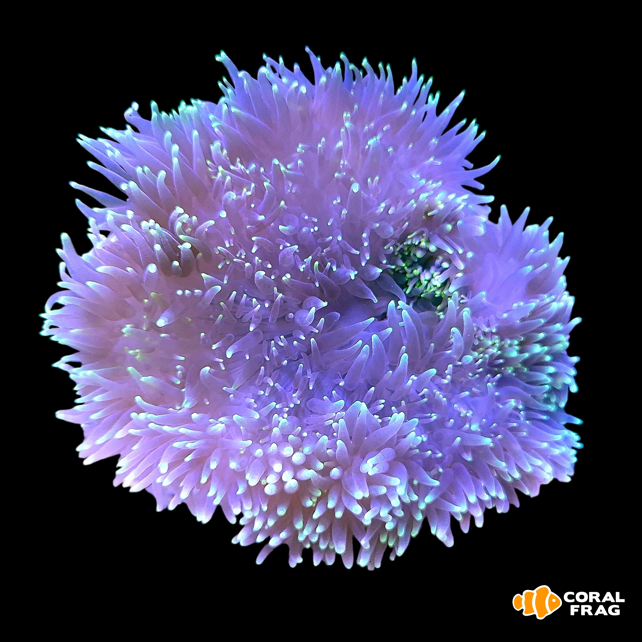 Made with LogoLicious Add Your Logo App