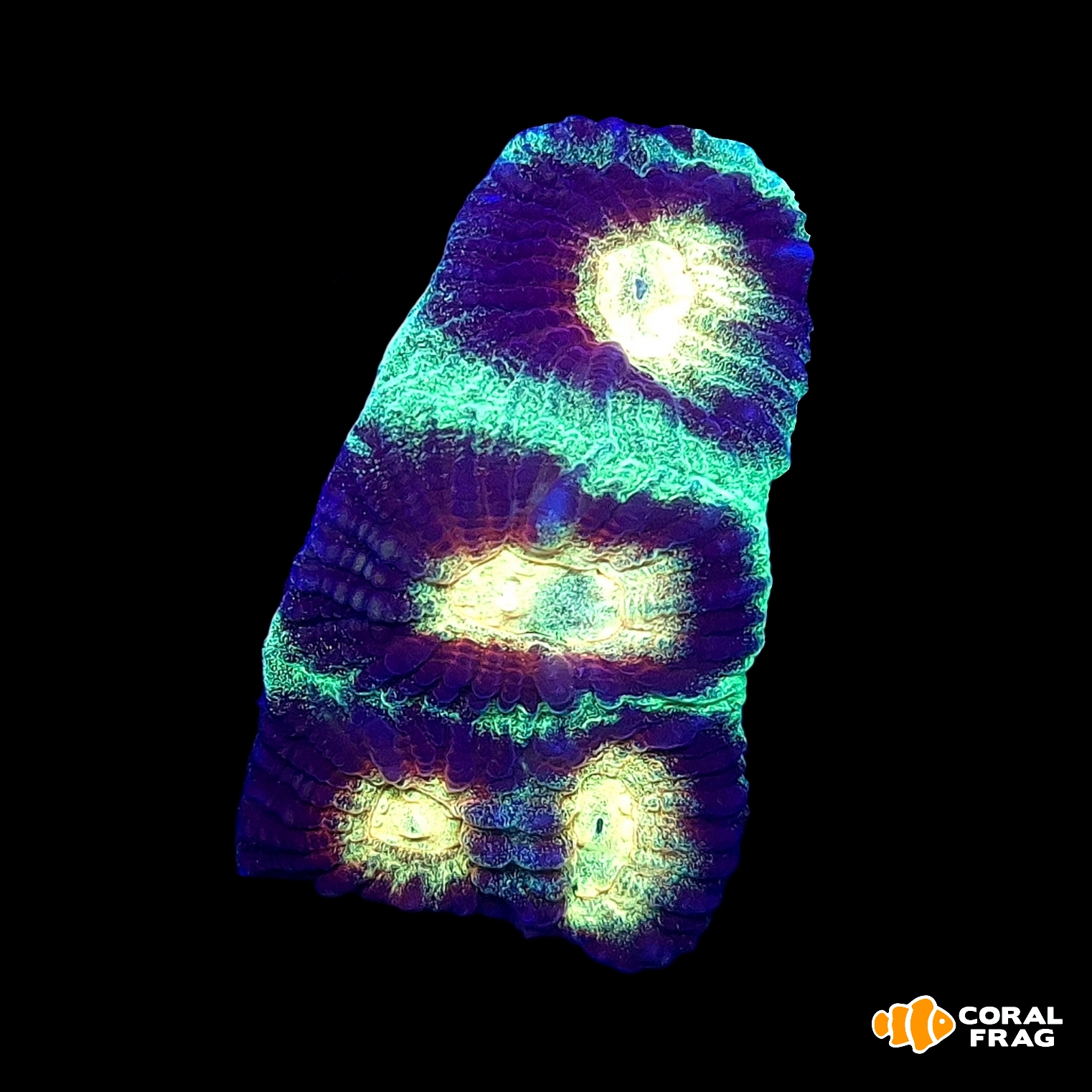 Made with LogoLicious Add Your Logo App