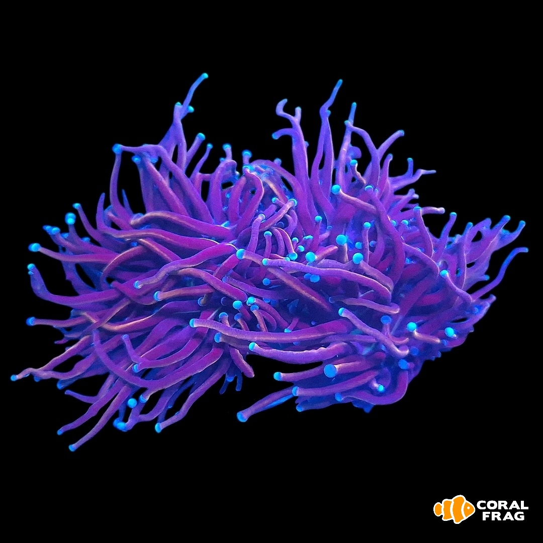 Made with LogoLicious Add Your Logo App