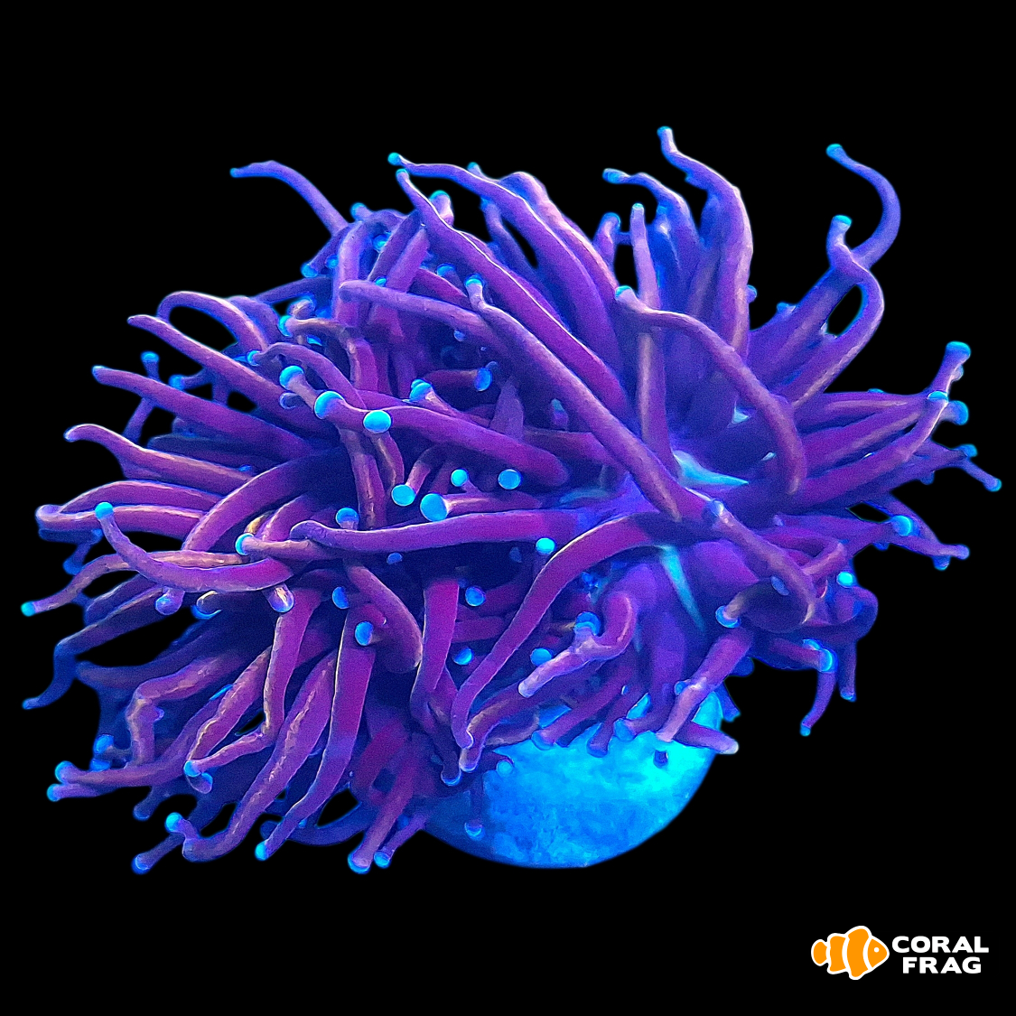 LogoLicious_20260101_185643