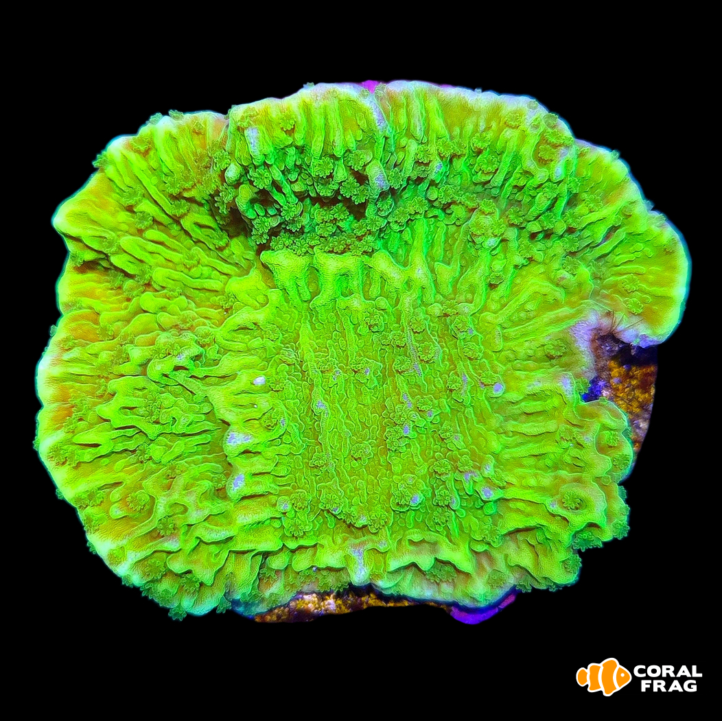 LogoLicious_20260402_210417 LogoLicious_20260402_210417