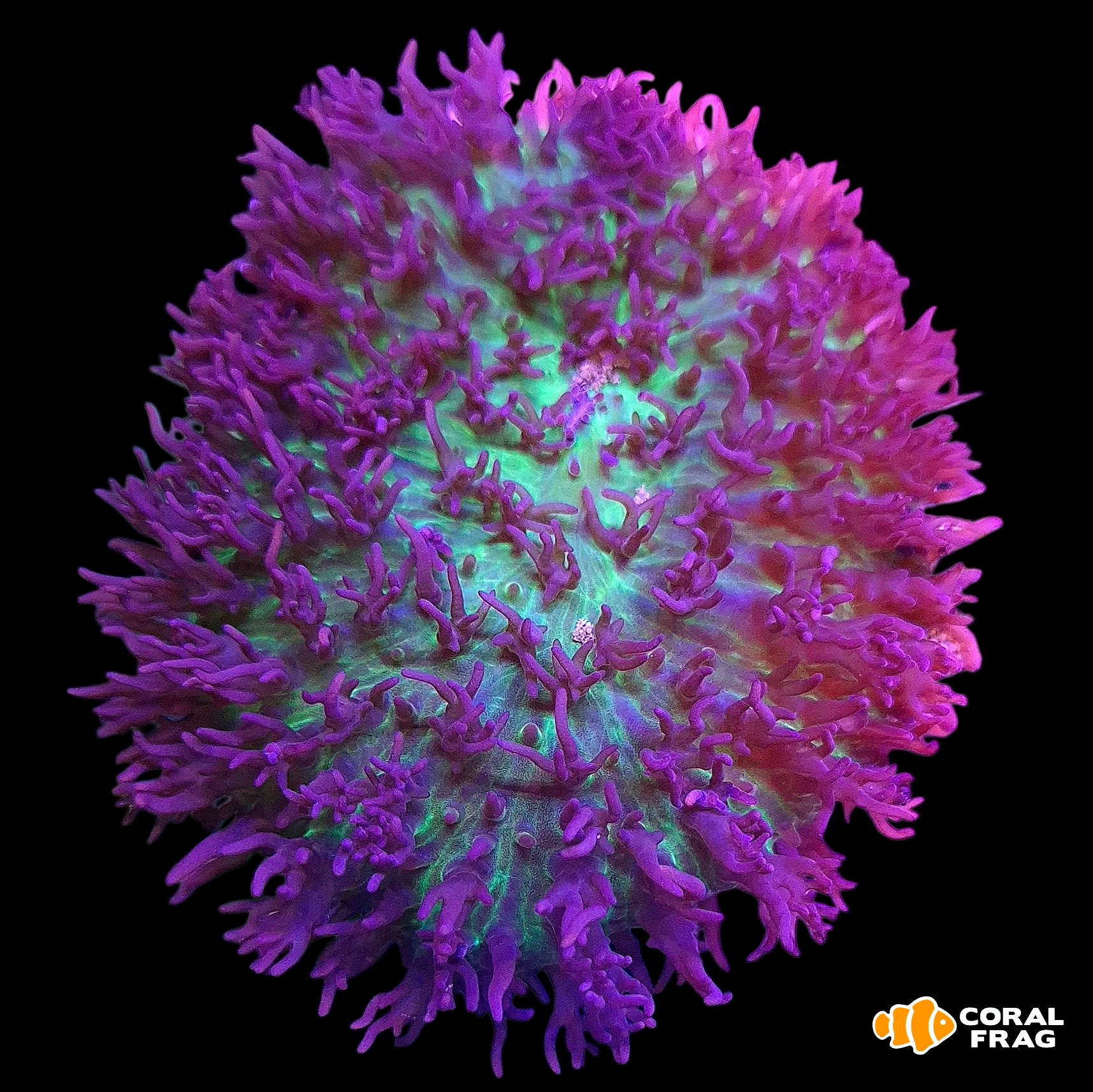 Made with LogoLicious Add Your Logo App