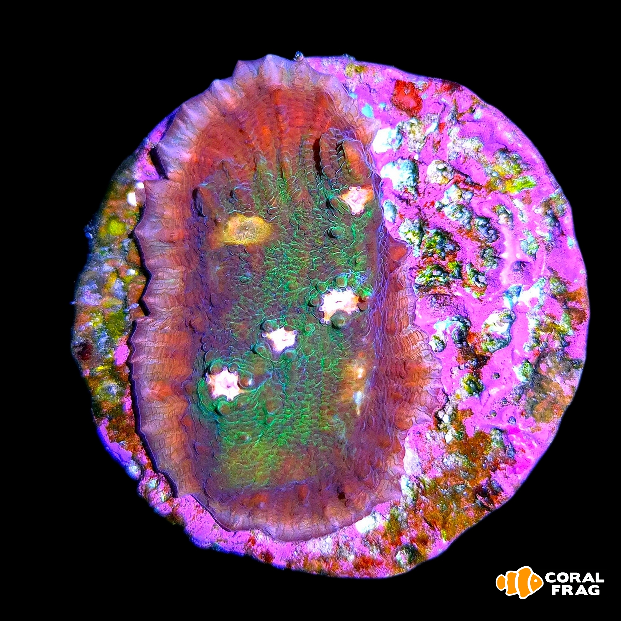 Made with LogoLicious Add Your Logo App