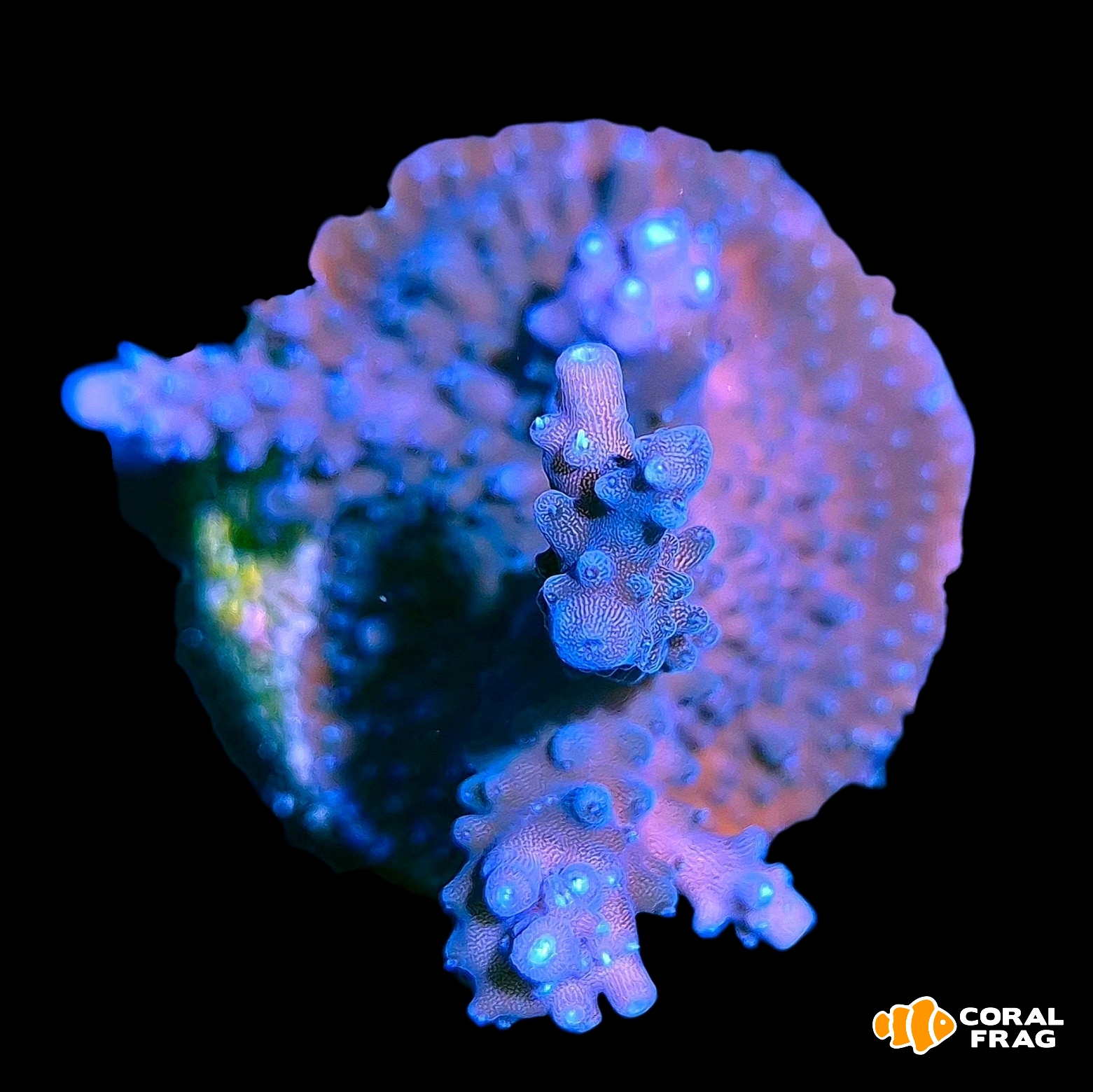 Made with LogoLicious Add Your Logo App