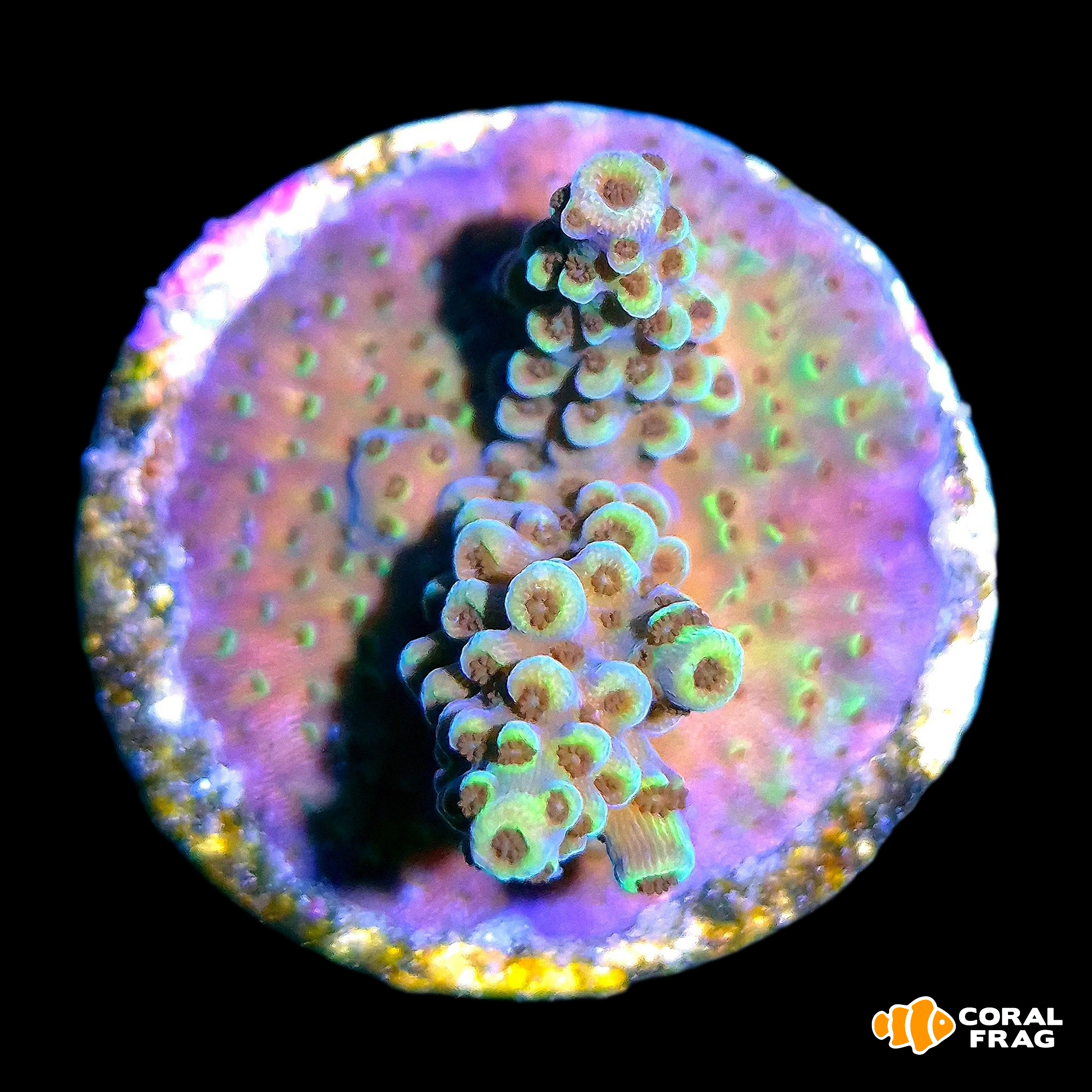 Made with LogoLicious Add Your Logo App