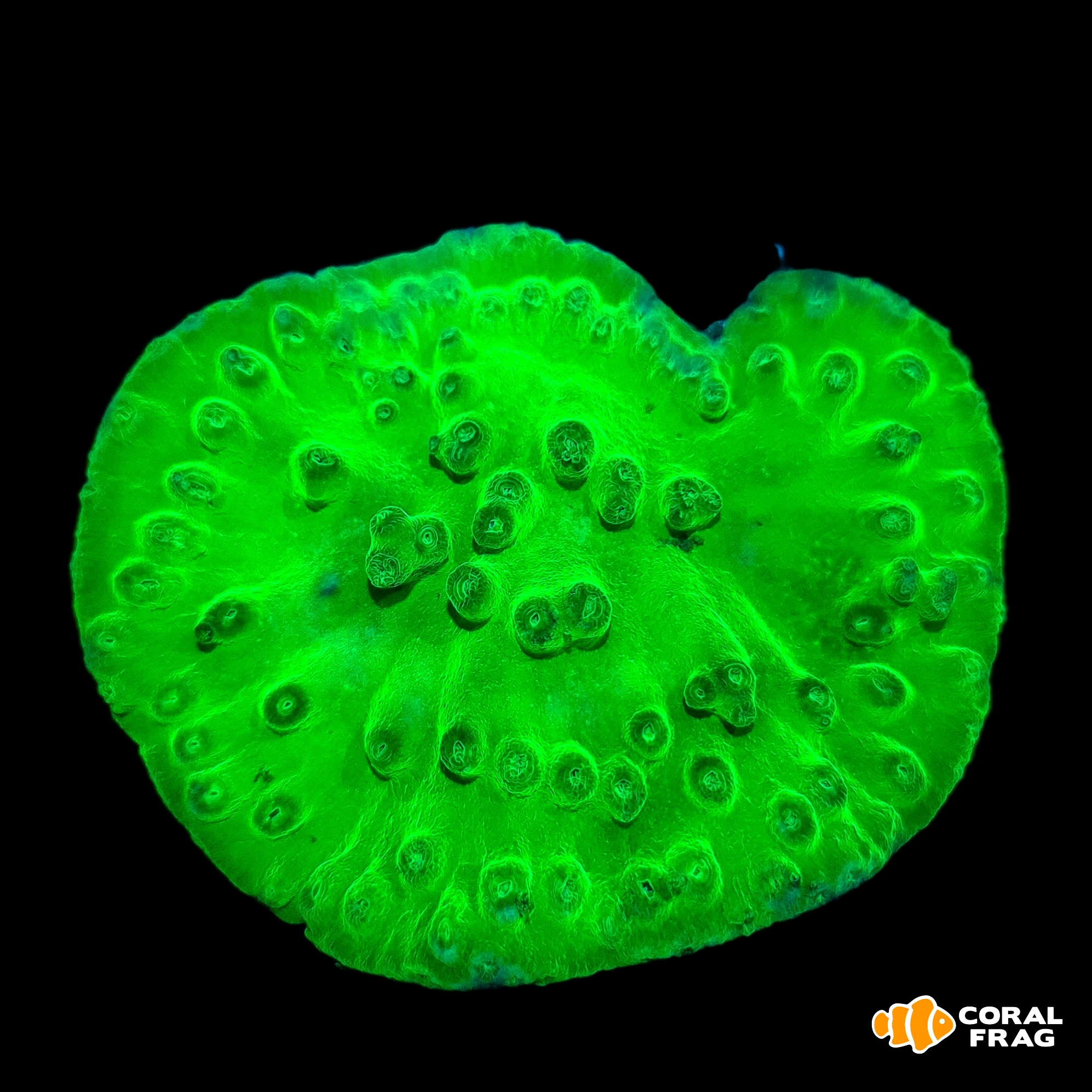 Made with LogoLicious Add Your Logo App
