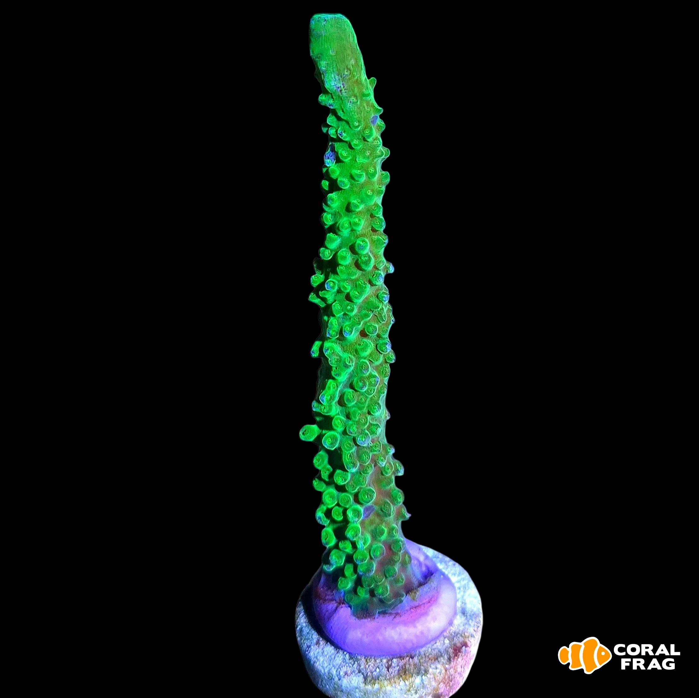 Made with LogoLicious Add Your Logo App