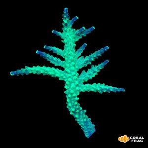 Acropora puntas azules