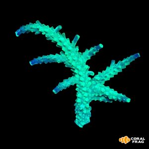 Acropora puntas azules