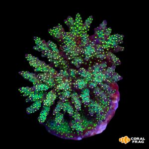 Acropora tricolor