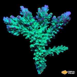 Acropora wysiwyg