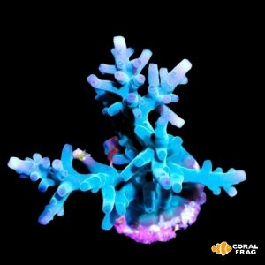 Acropora echinata