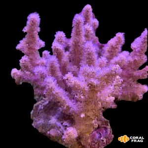 Pink Neospongodes