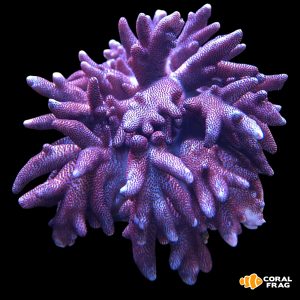 Sinularia long finger xl