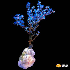 Gorgonia blueberry L
