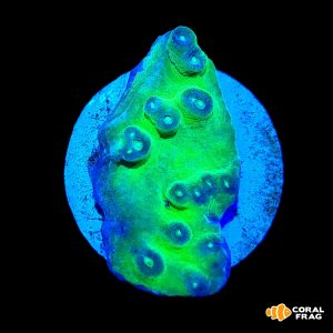 Turbinaria toxic green