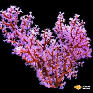 Gorgonia strawberry L