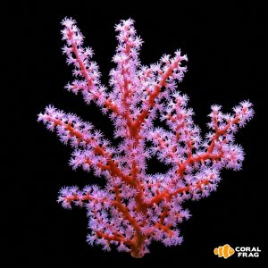 Gorgonia strawberry M