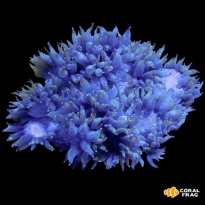 Catalaphyllia azul