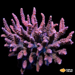 Acropora XL